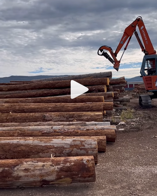 Goliath Ponderosa Logs From Brianhead Forest Fire