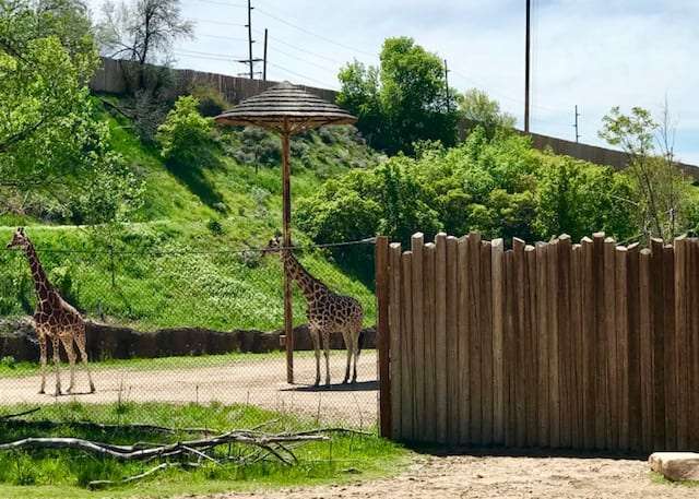 Hogle-Zoo-Giraffe-Fence.jpg__PID:a64f576b-b2e3-46a1-9d74-d5ad2f0603d7